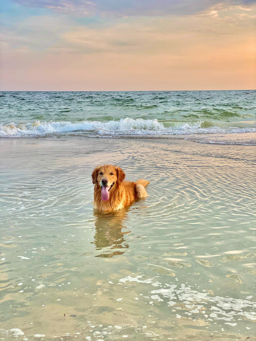 Keep Your Dog Safe With These Five Summertime Dog Essentials