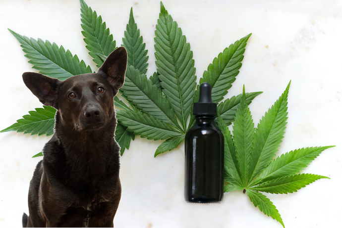 7 Incredible Benefits of CBD Oil For Your Dog