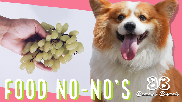 7 Foods Your Dog Shouldn't Eat