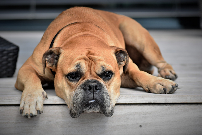 What To Do If Your Dog Gets Sick