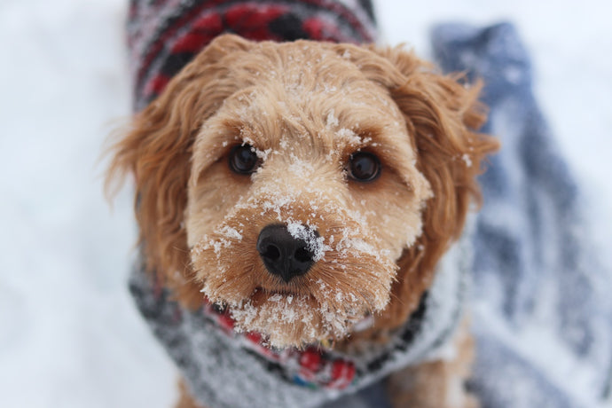5 Winter Dog-Walking Essentials