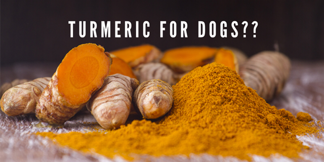 Turmeric For Dogs?